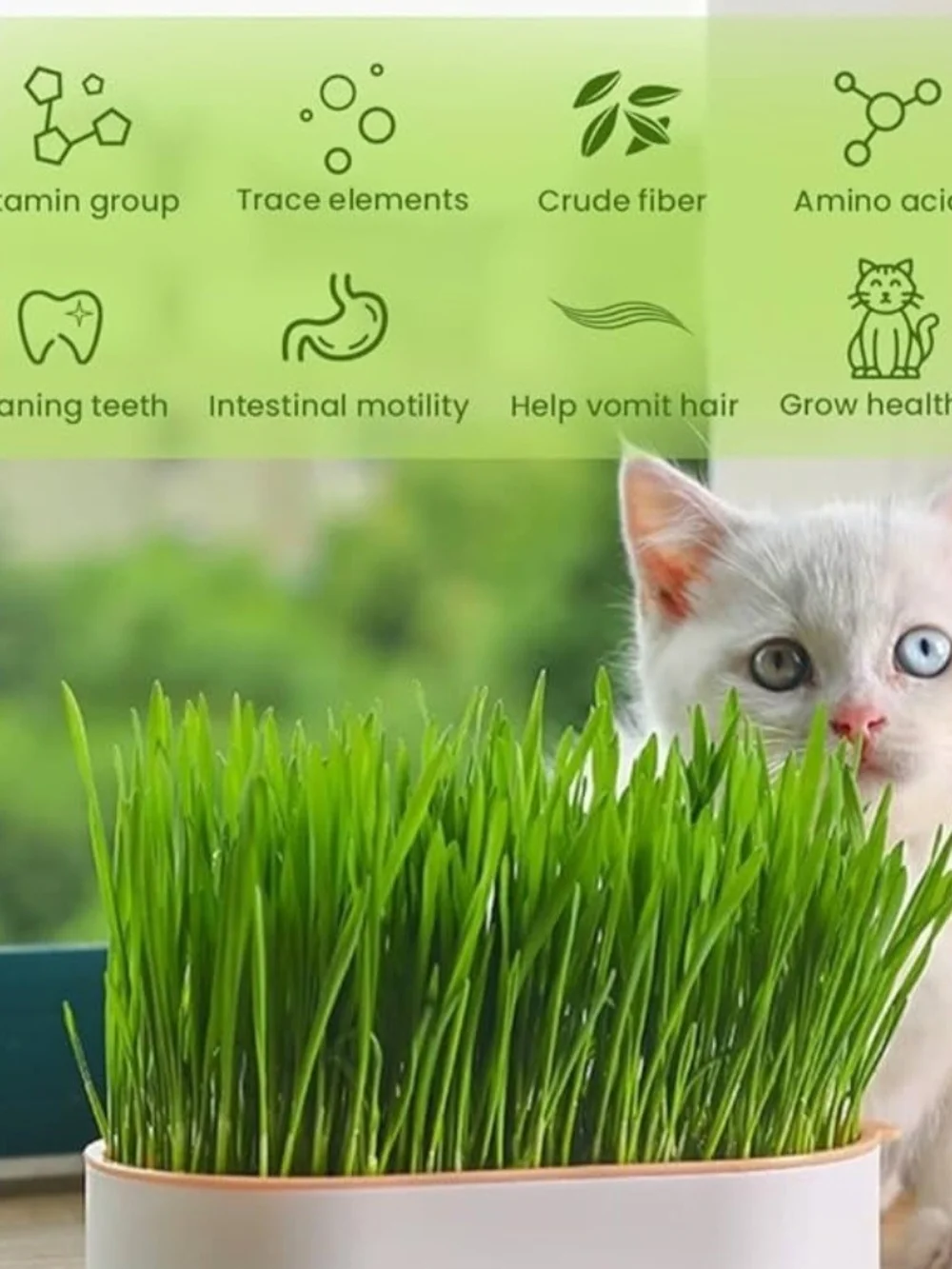 Pet Cat Grass Planter - Green Cat Grass for Healthy Digestion